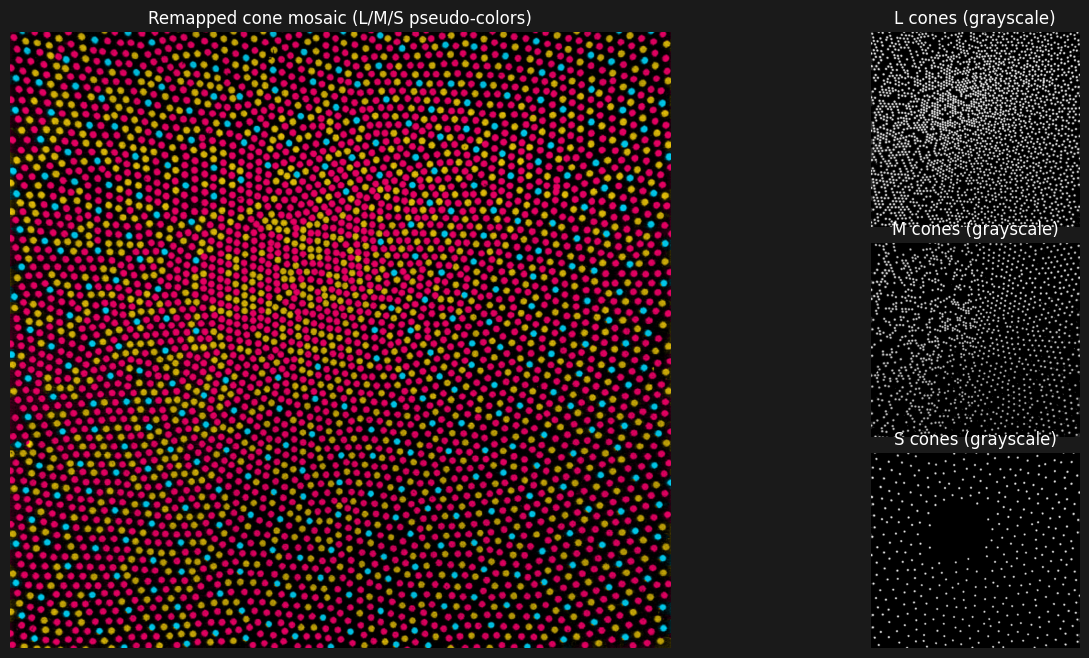Illustration of Cone Distribution
